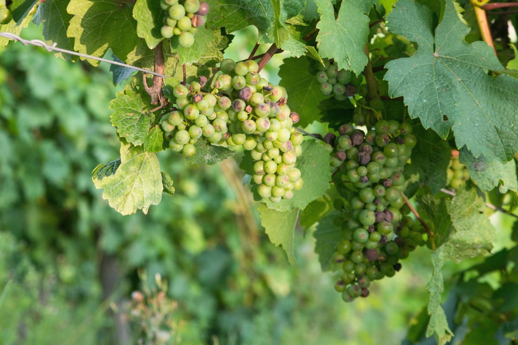 Weingut / Gaestehaus Gerlach Ürzig Dış mekan fotoğraf