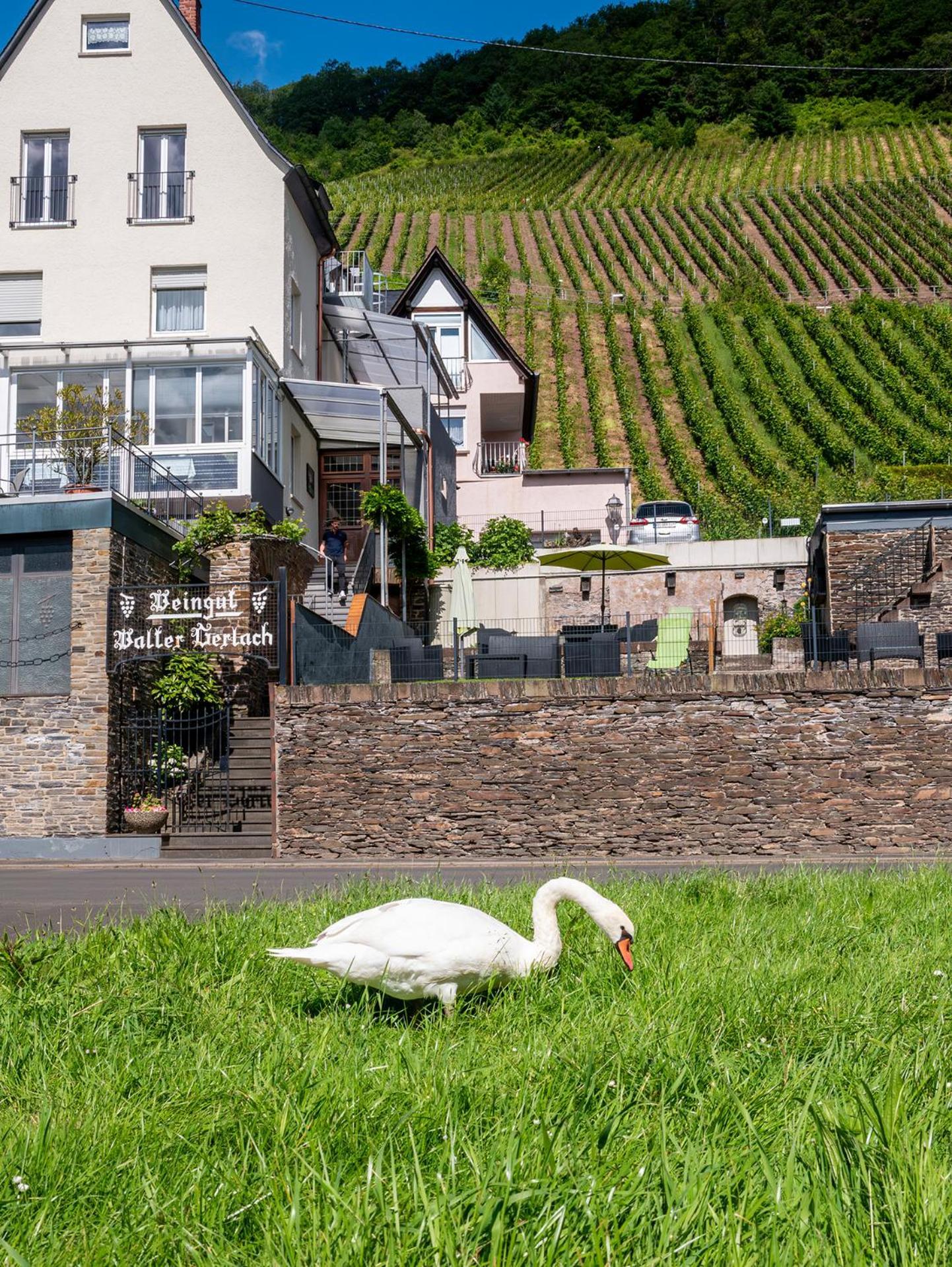 Weingut / Gaestehaus Gerlach Ürzig Dış mekan fotoğraf